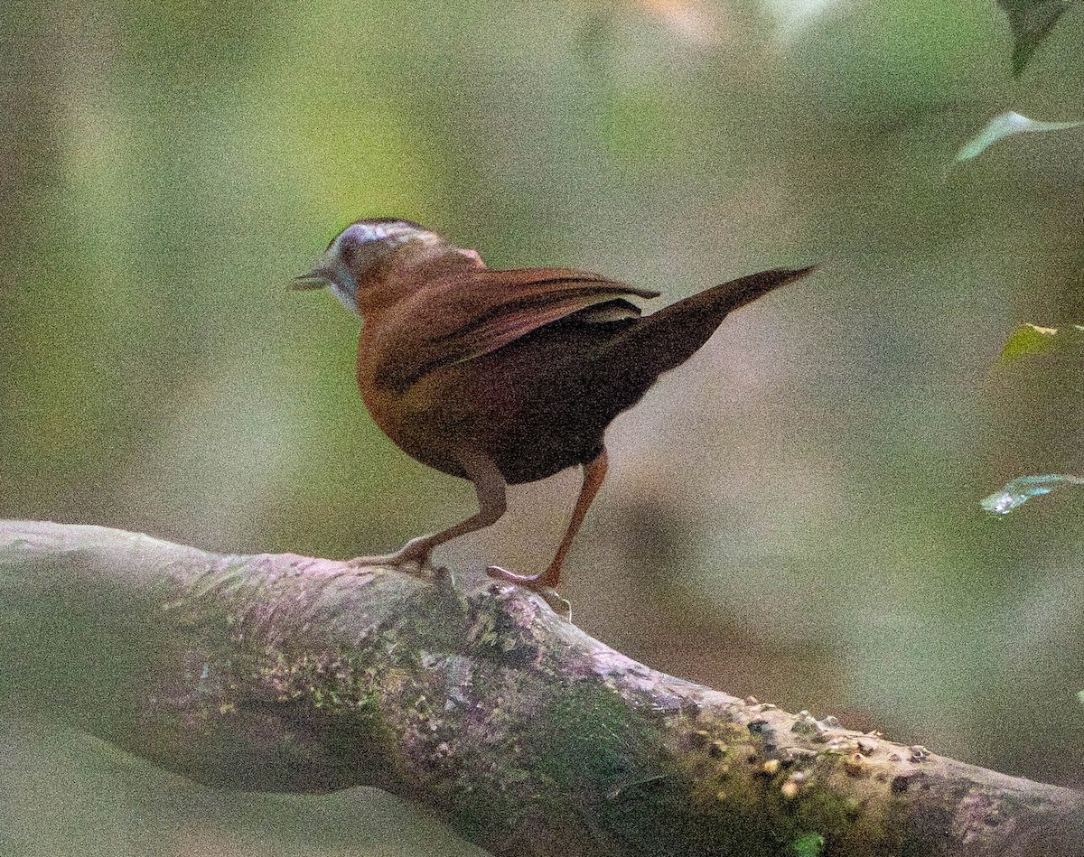 Malayan Black-capped Babbler - ML642784843