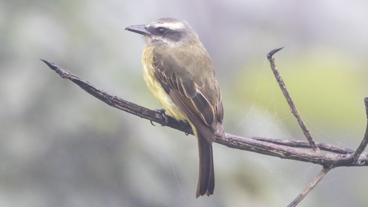Golden-bellied Flycatcher - ML642784844