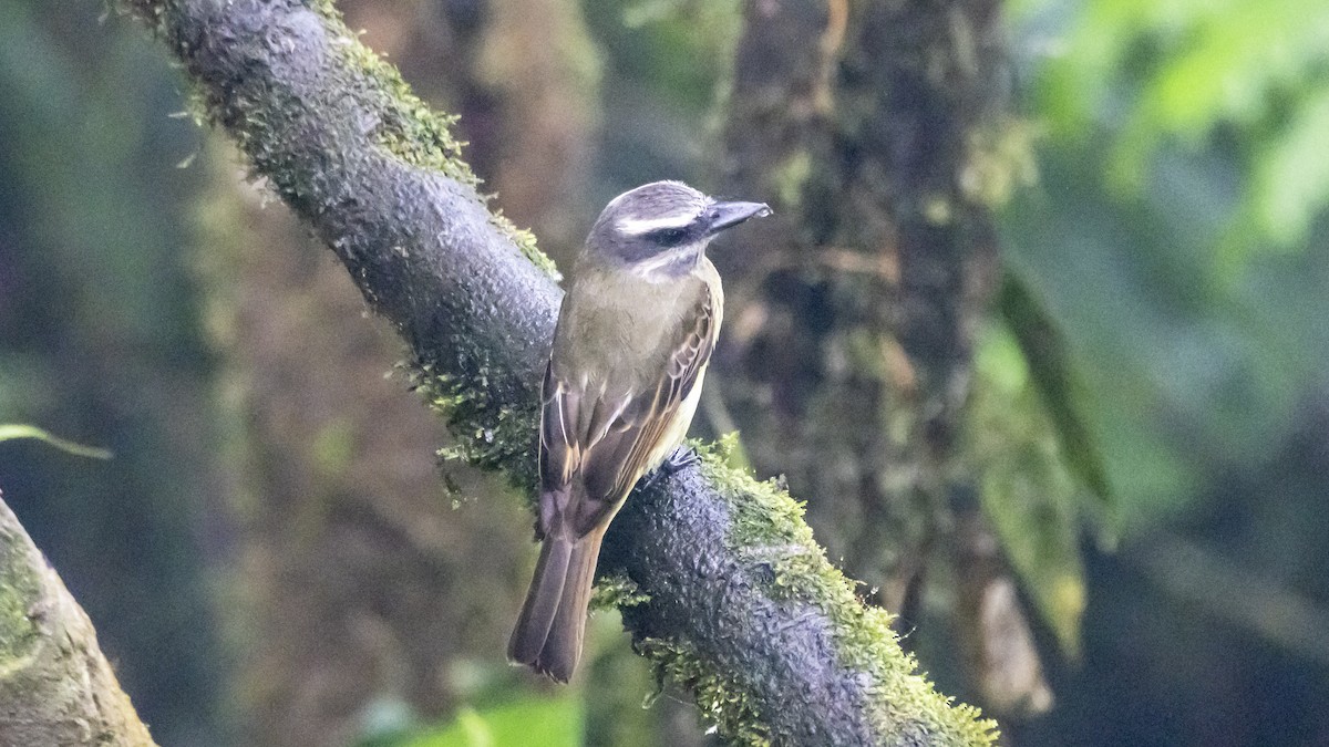 Golden-bellied Flycatcher - ML642784845