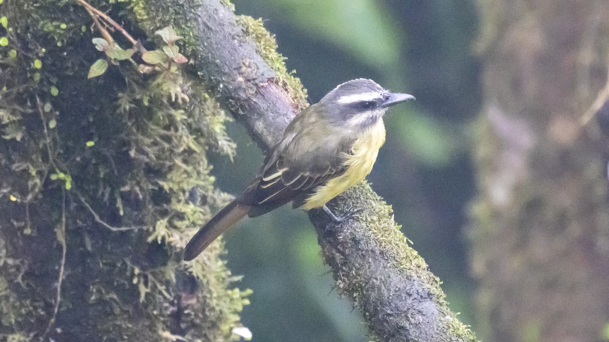 Golden-bellied Flycatcher - ML642784846