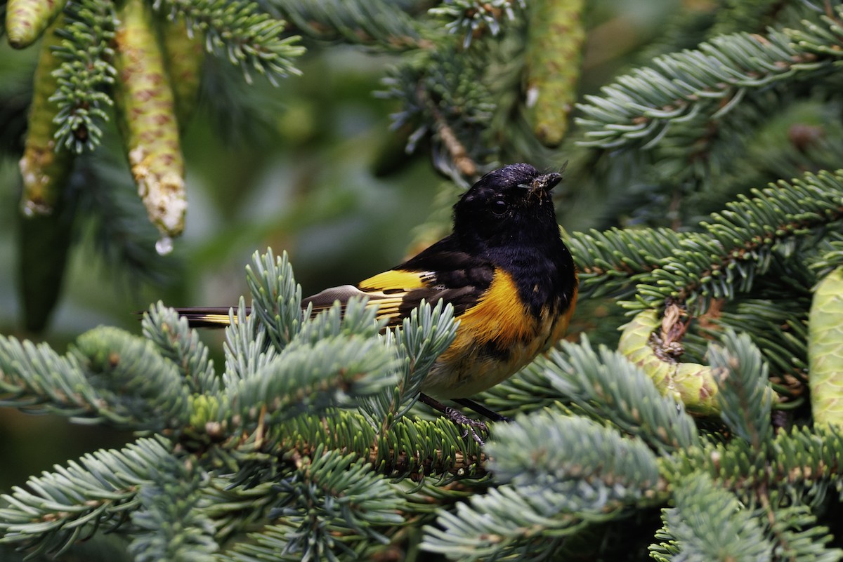 American Redstart - ML642784853
