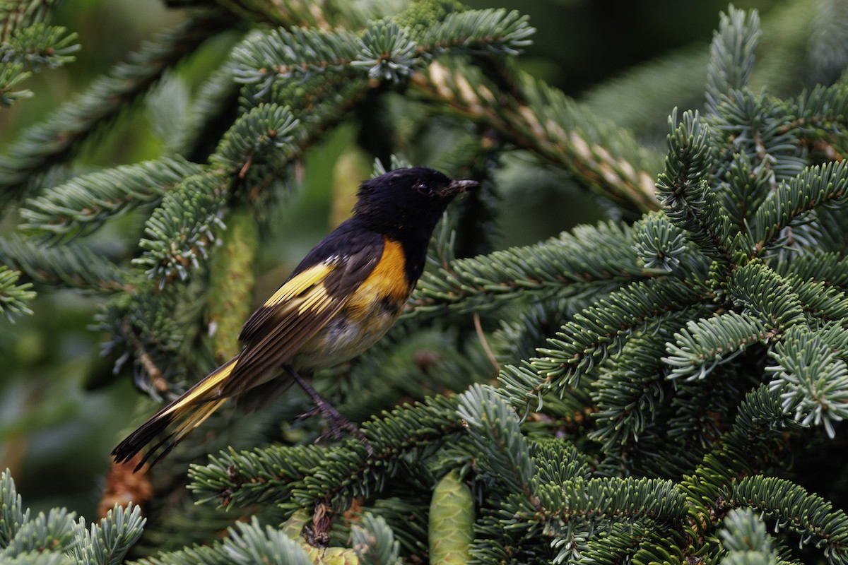 American Redstart - ML642784854