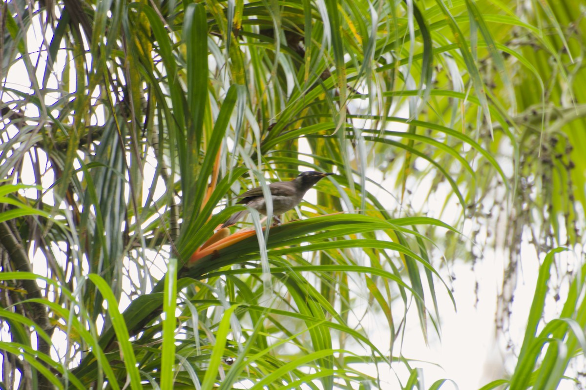 Bridled Honeyeater - ML642784857