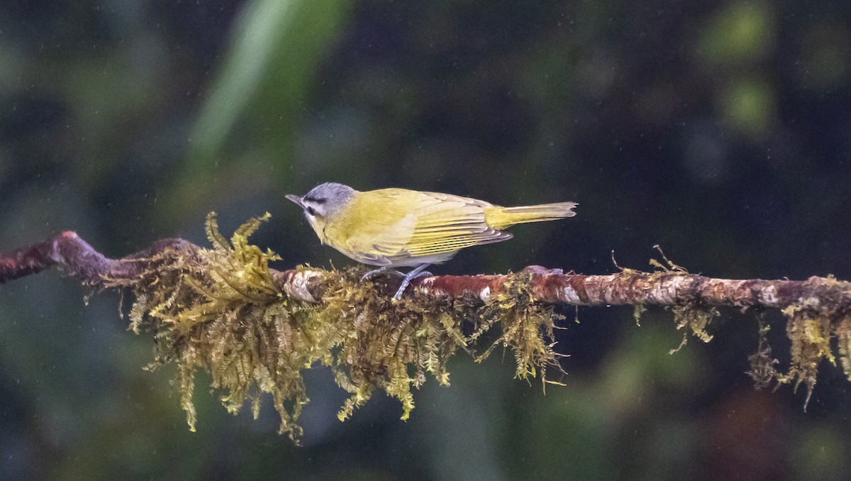 Chivi Vireo - ML642784880