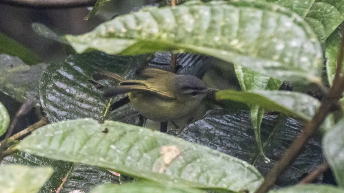 Chivi Vireo - ML642784881