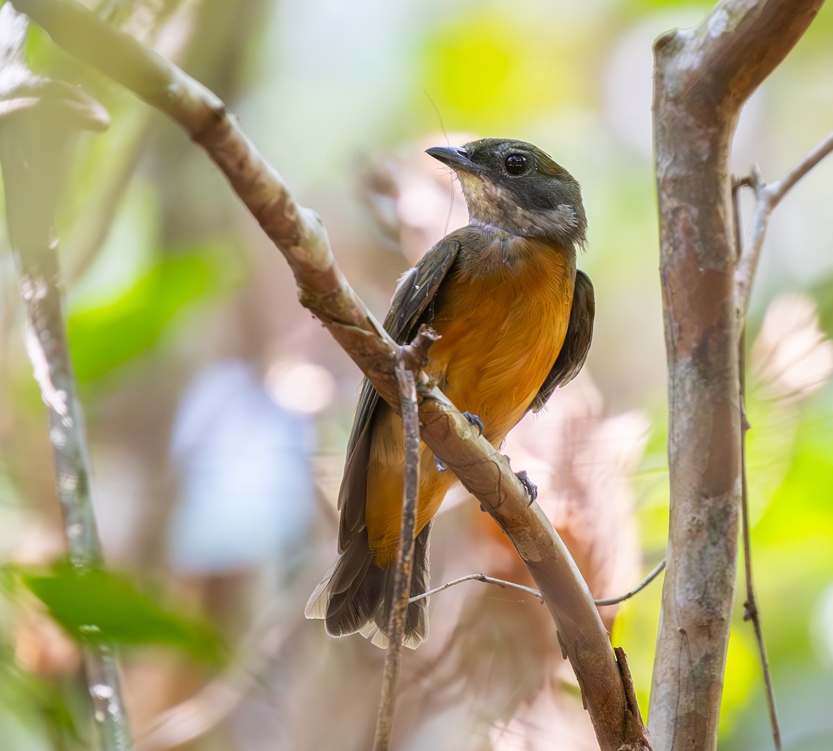Flame-crowned Manakin - ML642784887