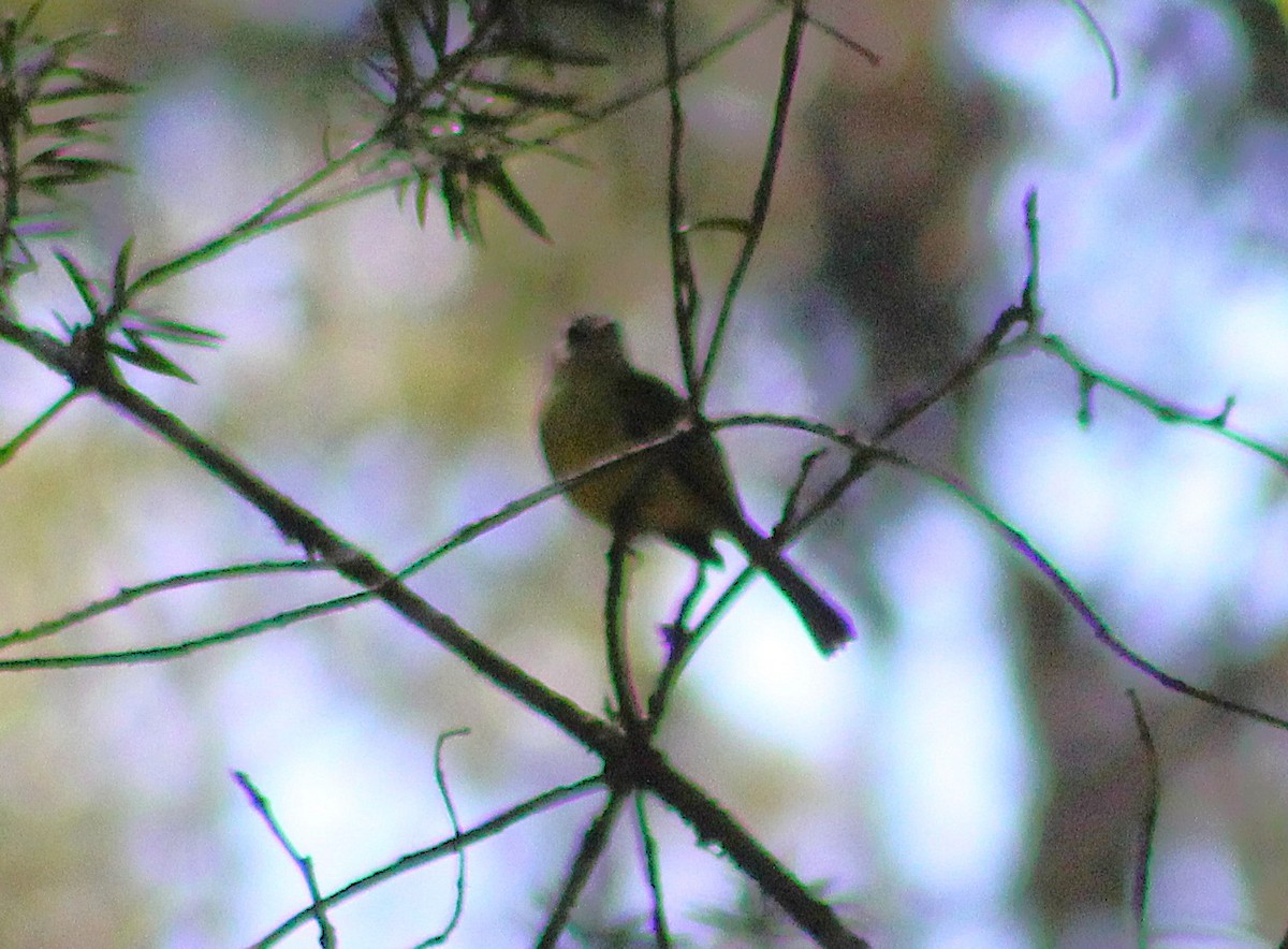 Yellow-olive Flatbill - ML642784893