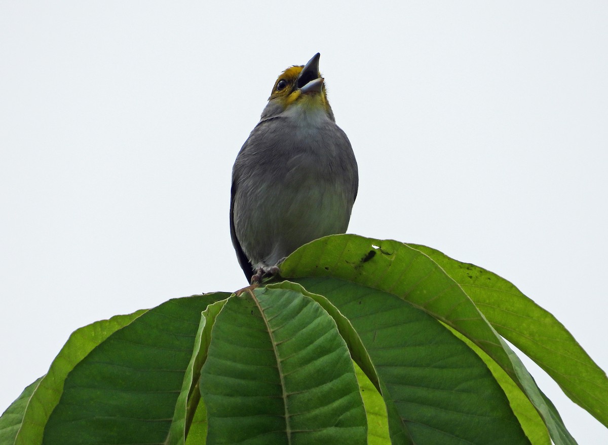 Yellow-browed Sparrow - ML642784897