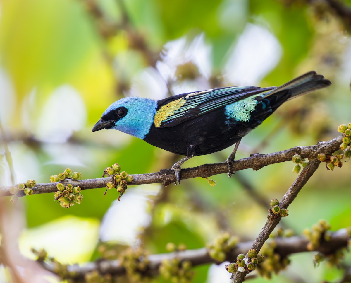 Blue-necked Tanager - ML642784898