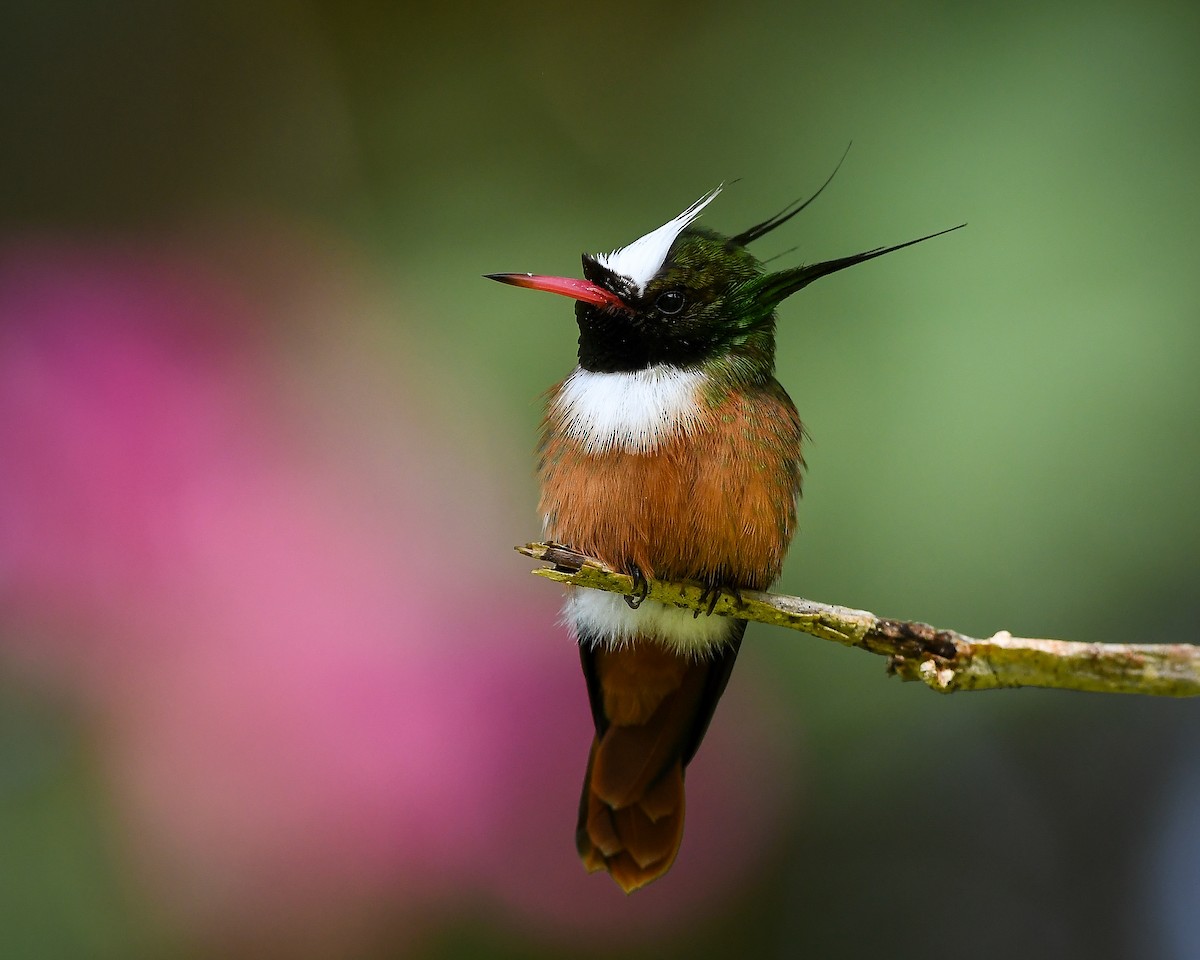 White-crested Coquette - ML642784899