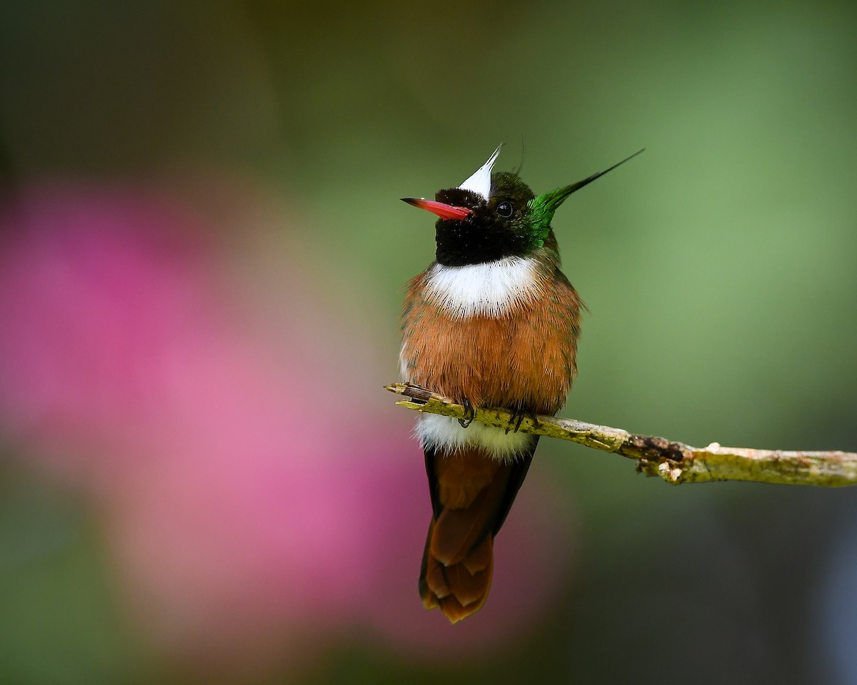 White-crested Coquette - ML642784900