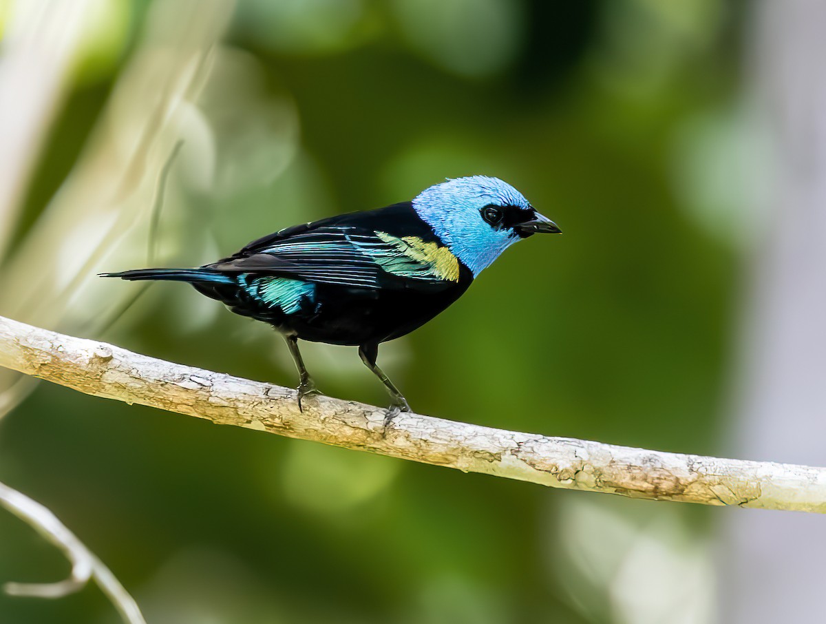 Blue-necked Tanager - ML642784901