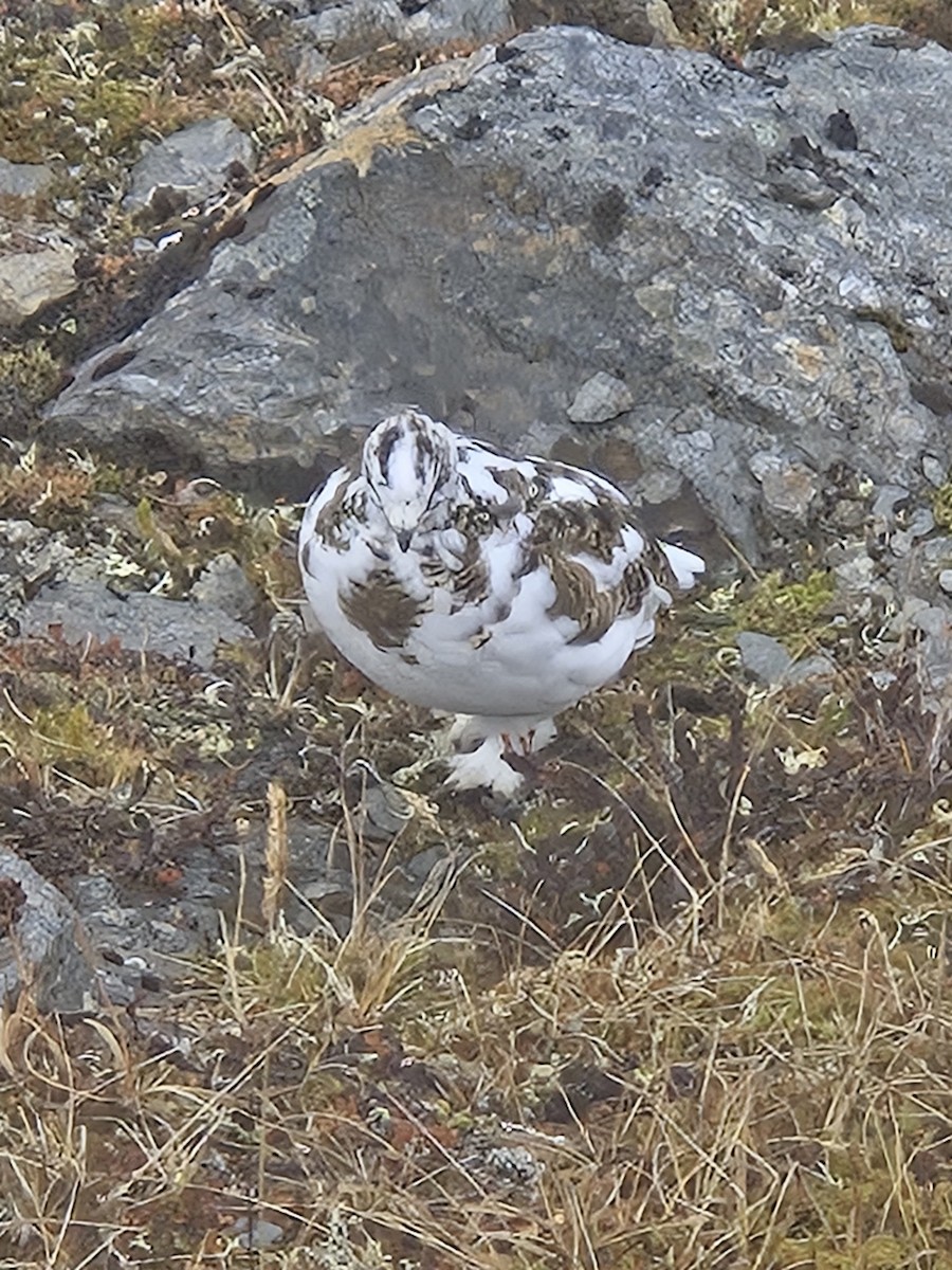 White-tailed Ptarmigan - ML642784912