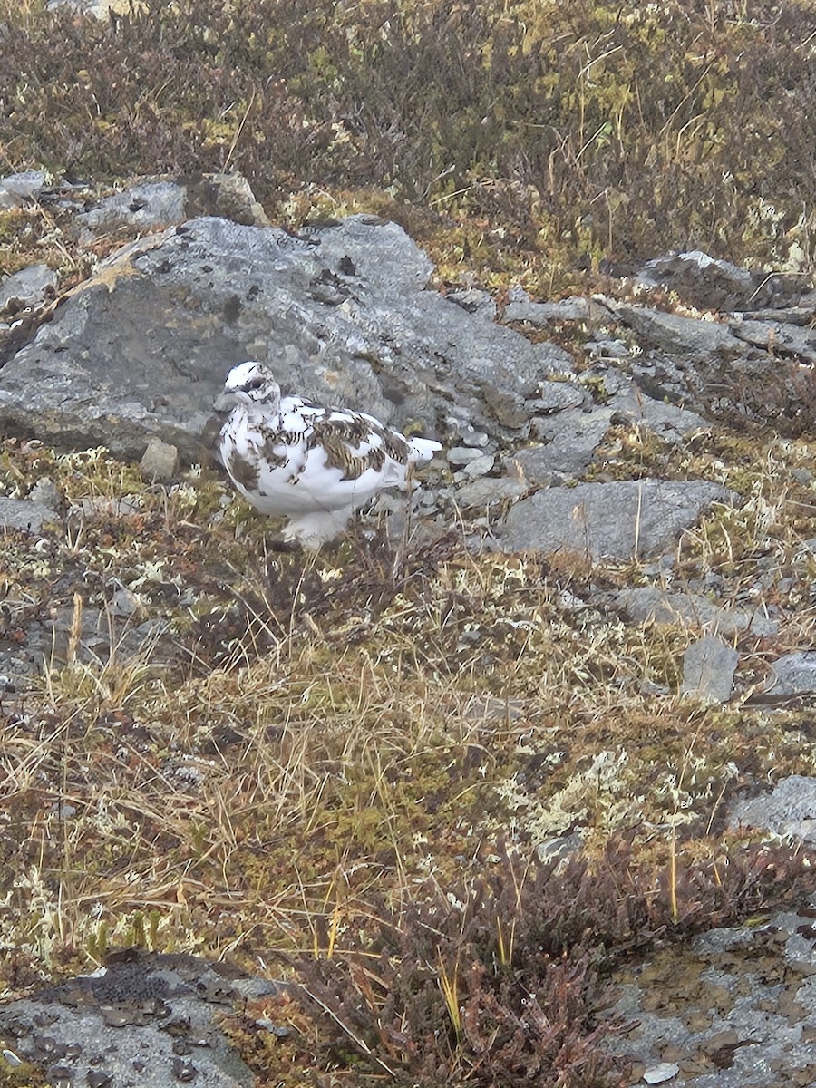 White-tailed Ptarmigan - ML642784913