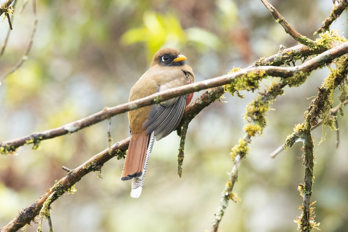 Masked Trogon - ML642784914