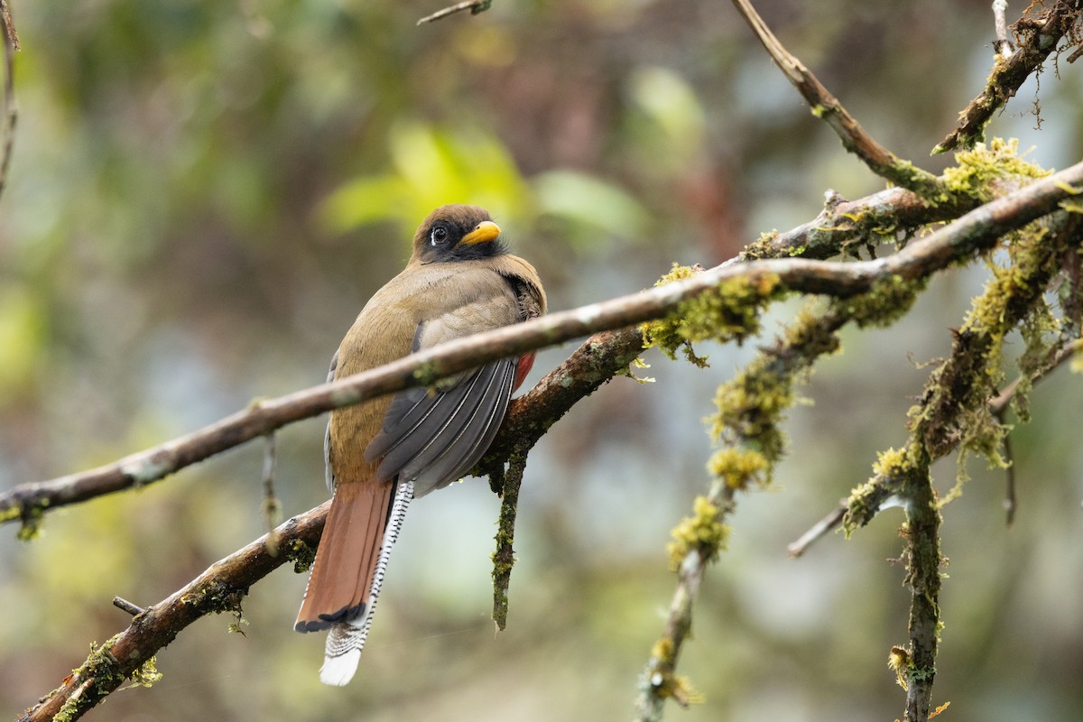 Masked Trogon - ML642784915