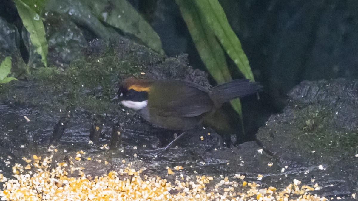 クリボウシヤブシトド - ML642784917