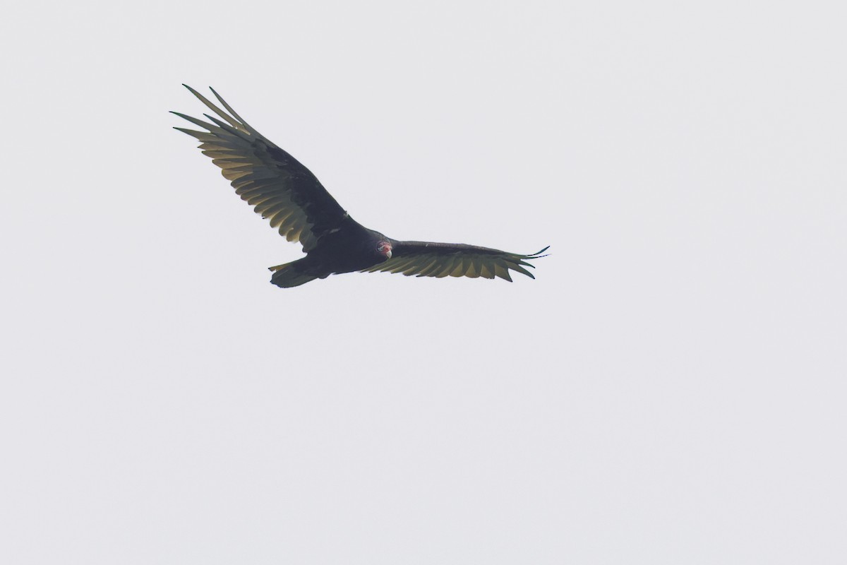 Turkey Vulture - ML642784920