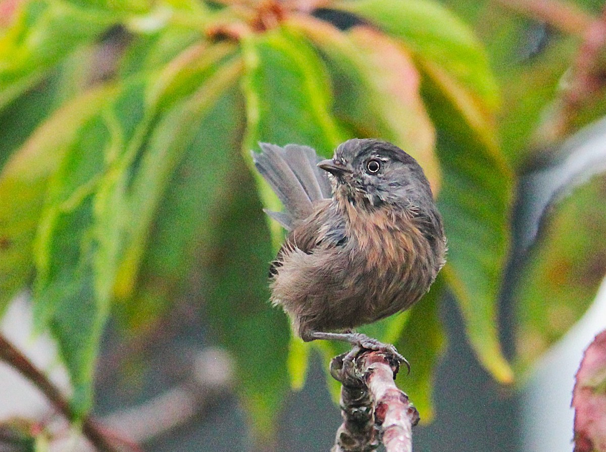 Wrentit - ML642784927