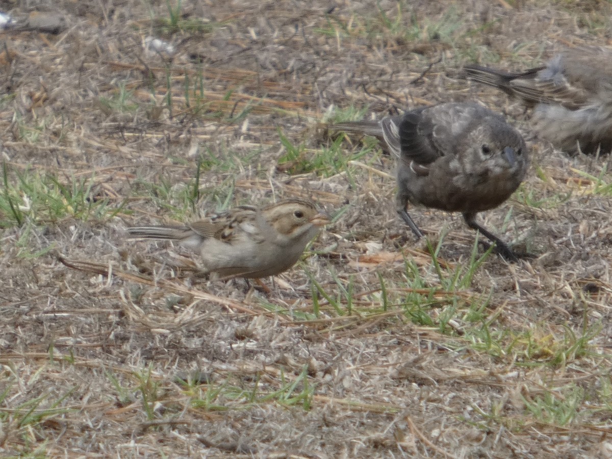Clay-colored Sparrow - ML642784935