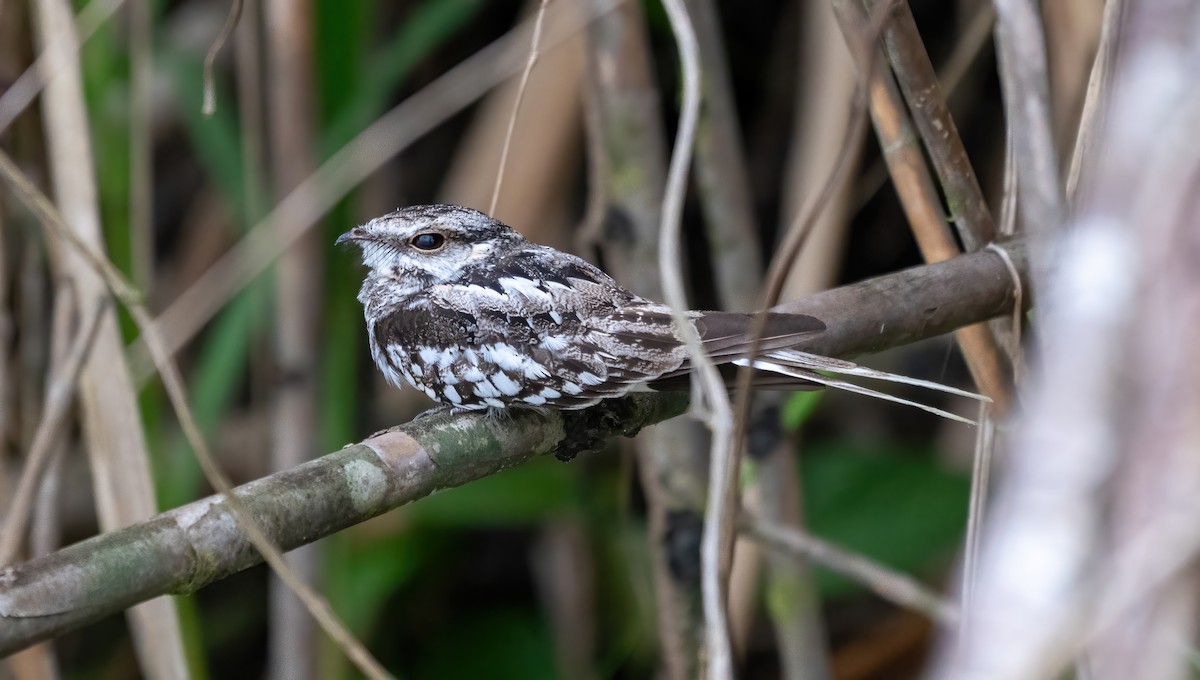 Ladder-tailed Nightjar - ML642784980