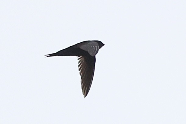 Scarce Swift - ML642784987