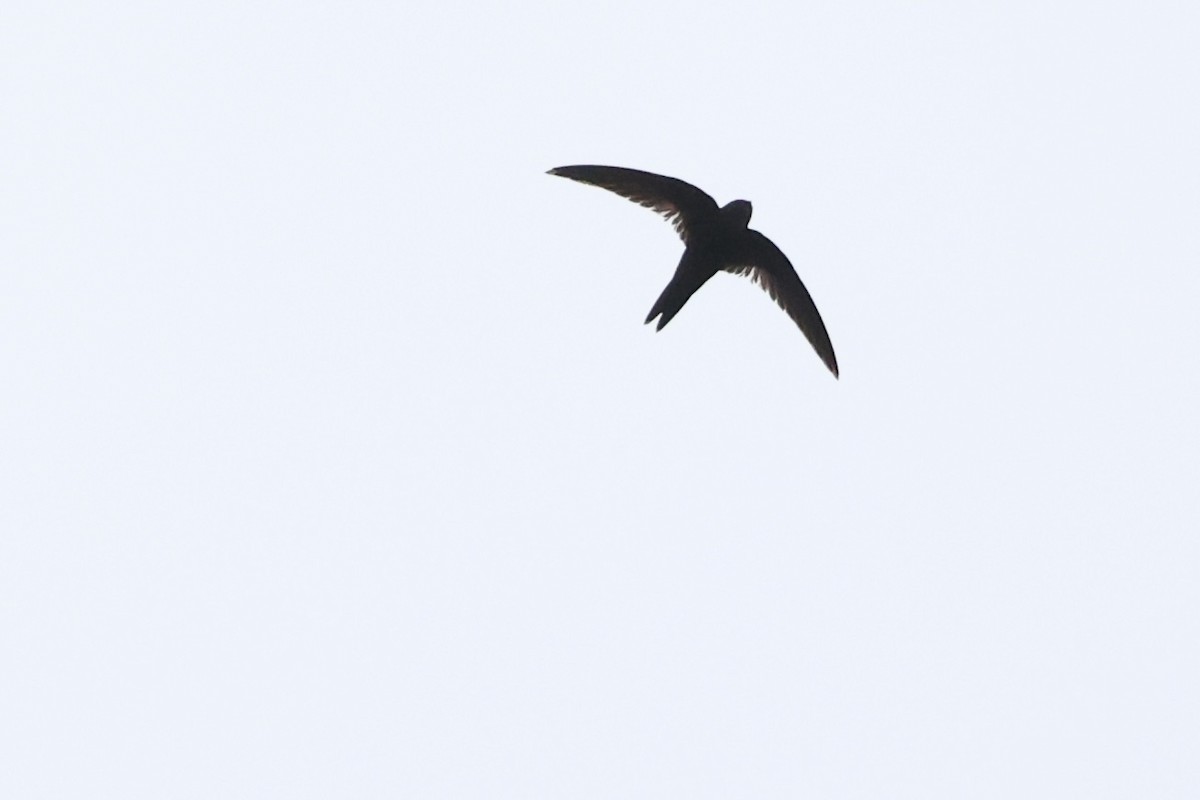 Scarce Swift - ML642784988