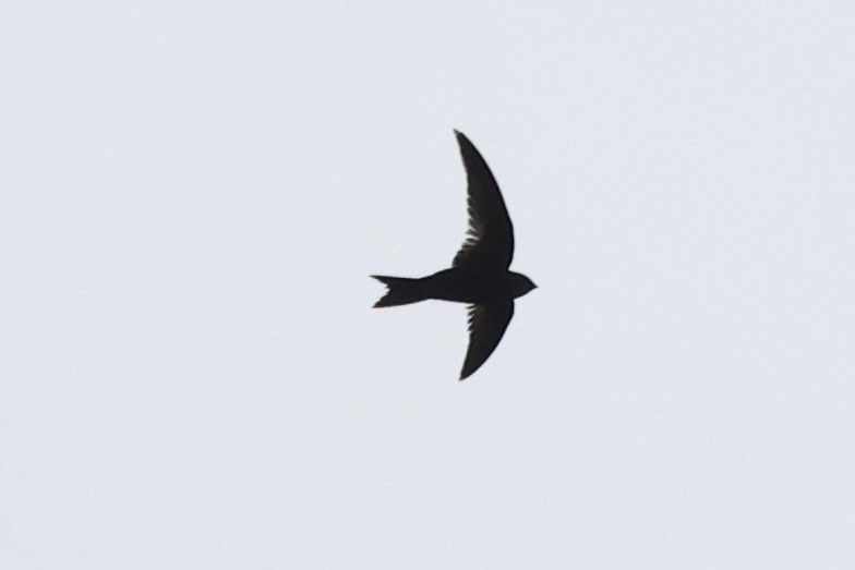 Scarce Swift - ML642784989