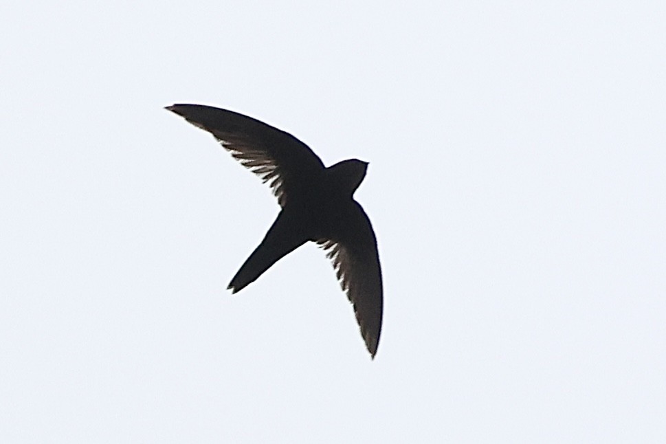 Scarce Swift - ML642784990