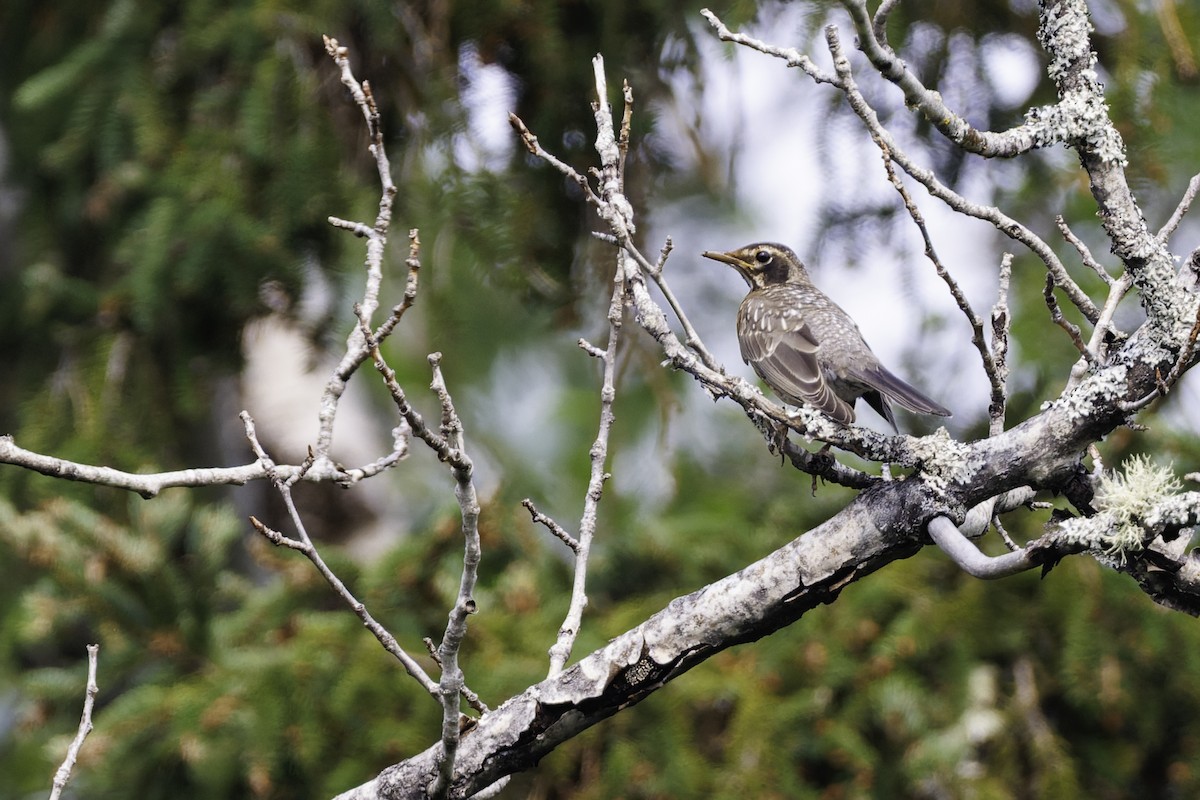 American Robin - ML642784999