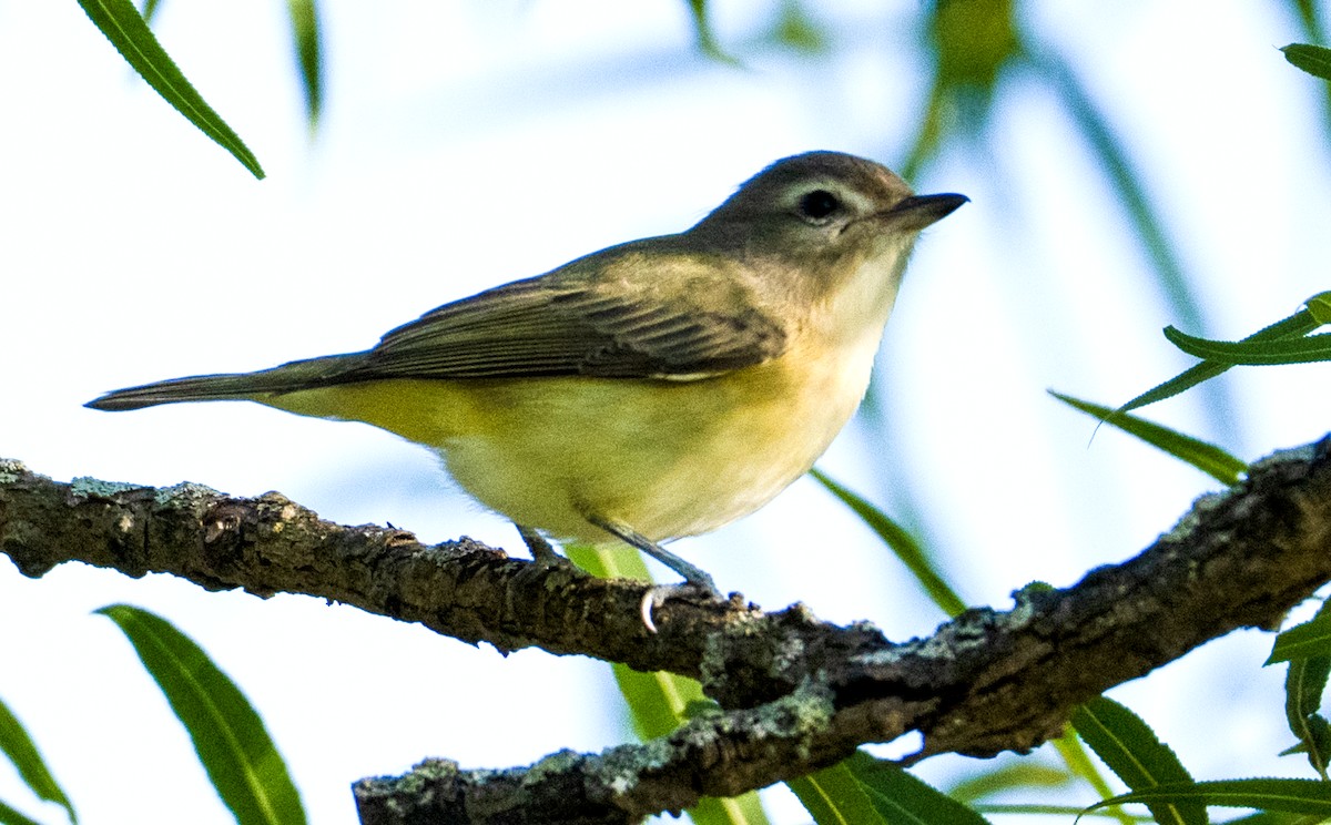 Philadelphia Vireo - ML642785002