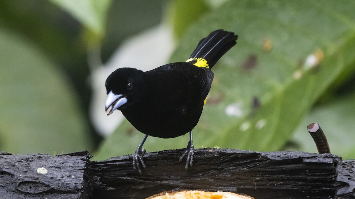 Flame-rumped Tanager - ML642785009