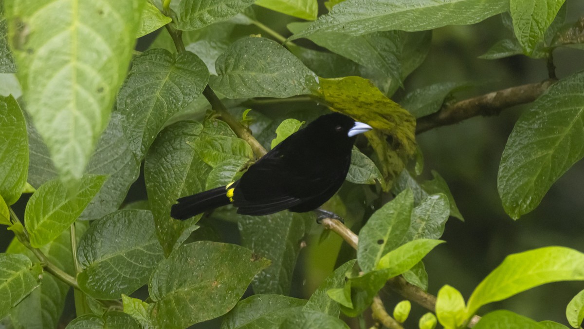 Flame-rumped Tanager - ML642785010
