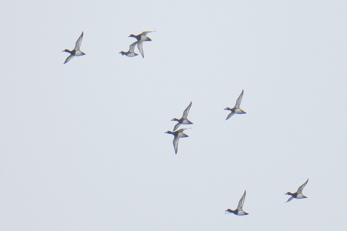 Greater/Lesser Scaup - ML642785011