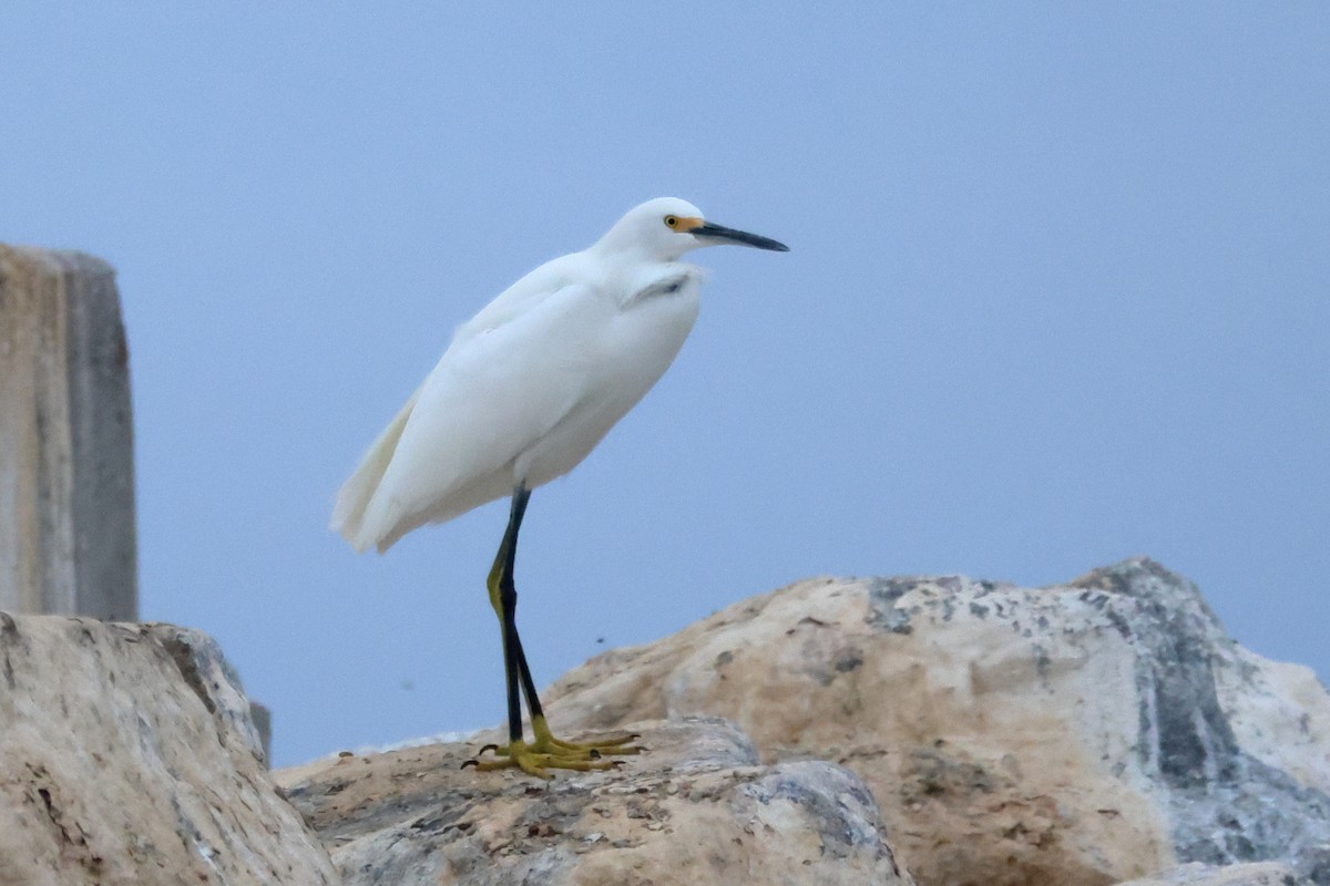 Snowy Egret - ML642785018