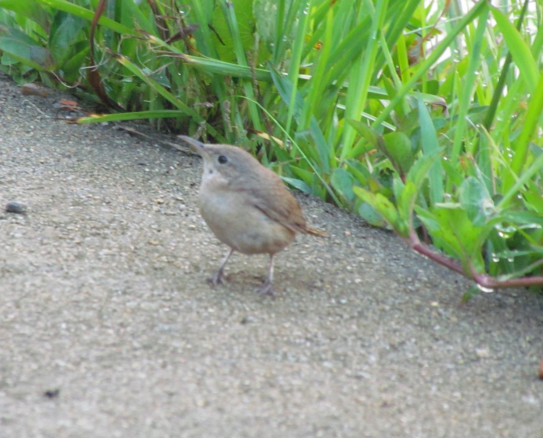 Southern House Wren - ML642785034