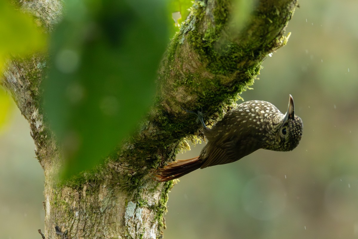Olive-backed Woodcreeper - ML642785037
