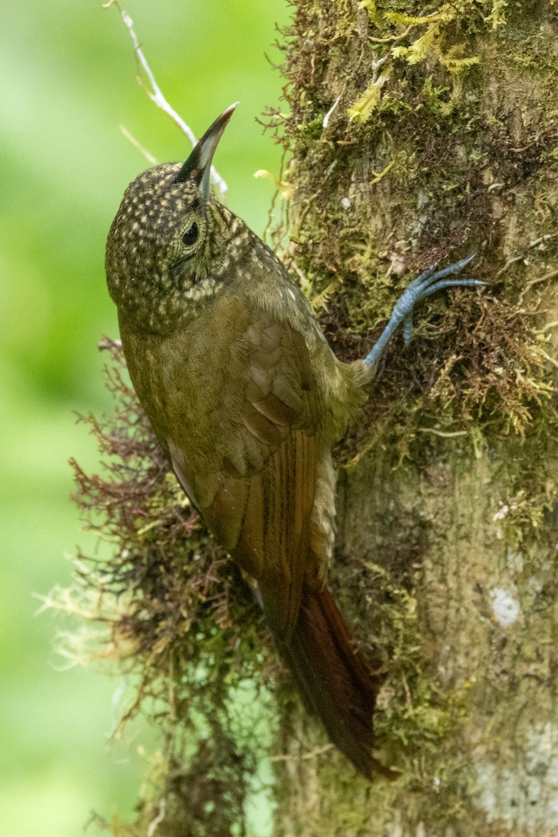 Olive-backed Woodcreeper - ML642785038