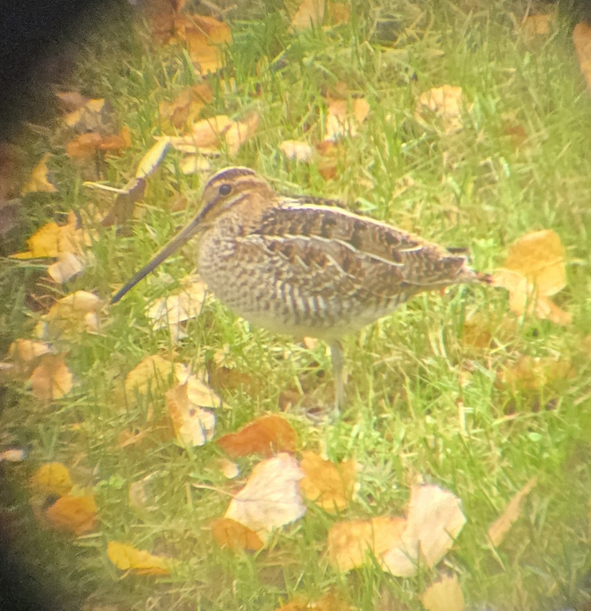 Wilson's Snipe - ML642785039