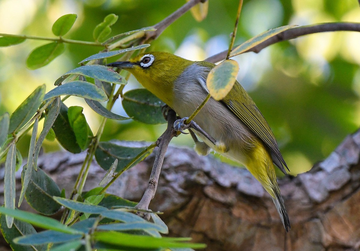 Swinhoe's White-eye - ML642785043