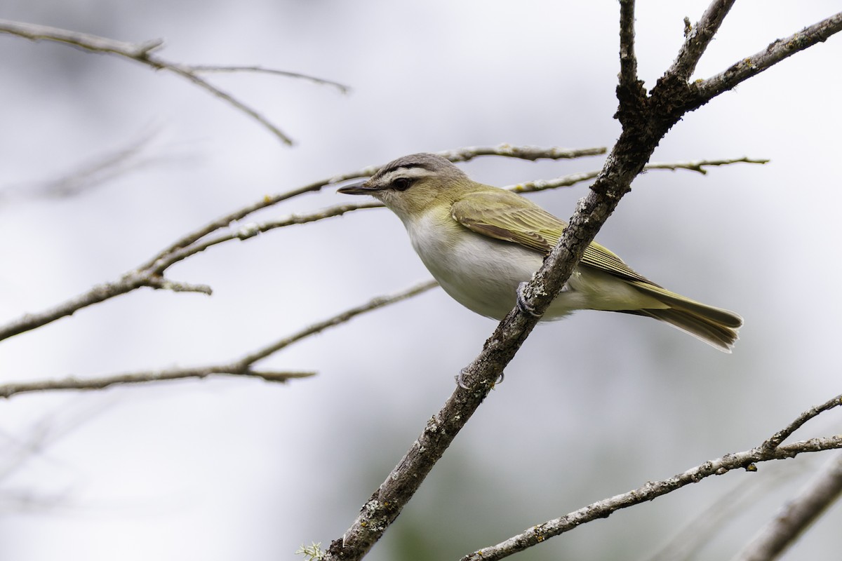 Red-eyed Vireo - ML642785054