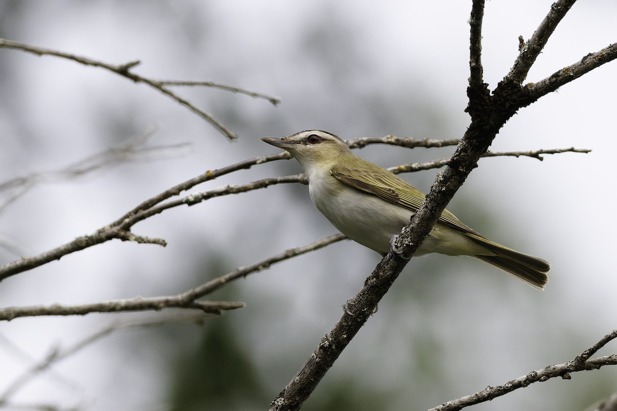 Red-eyed Vireo - ML642785055