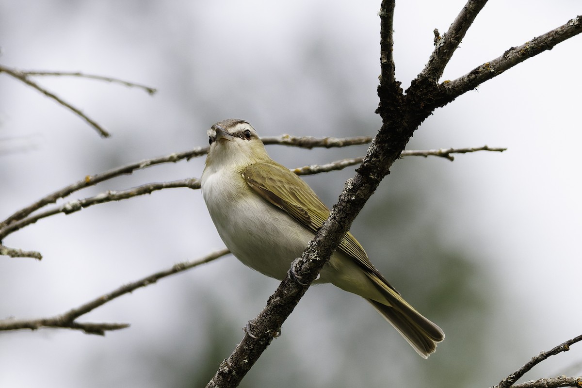 Red-eyed Vireo - ML642785056