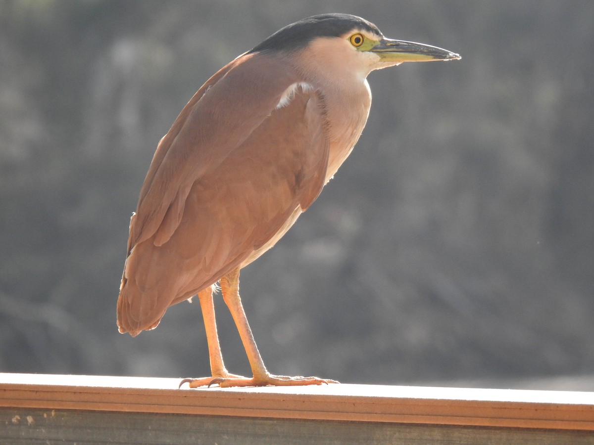 Nankeen Night Heron - ML642785079