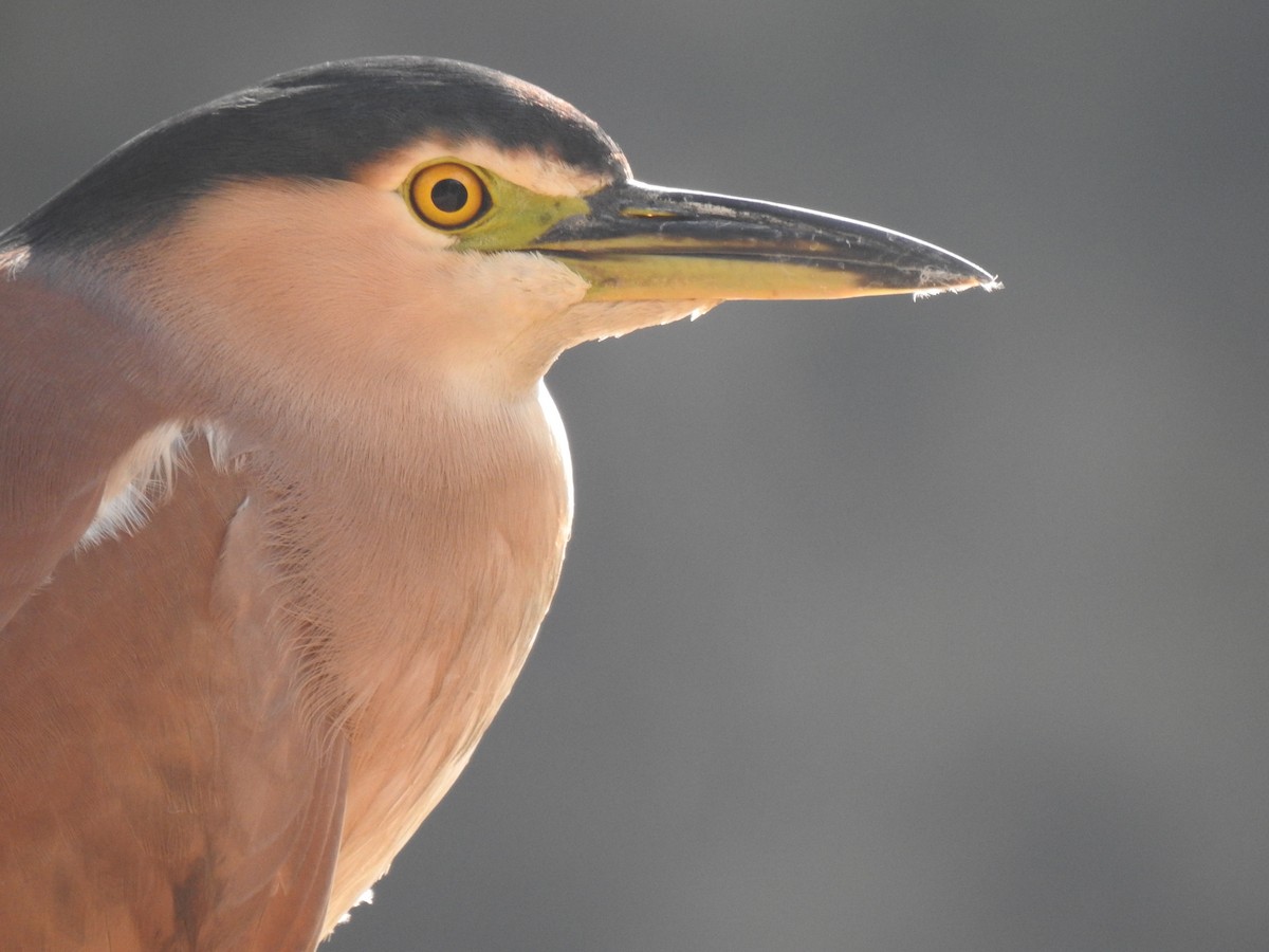 Nankeen Night Heron - ML642785082