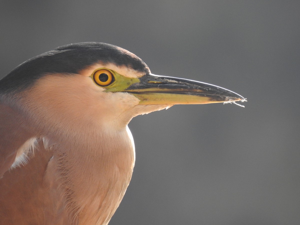 Nankeen Night Heron - ML642785083