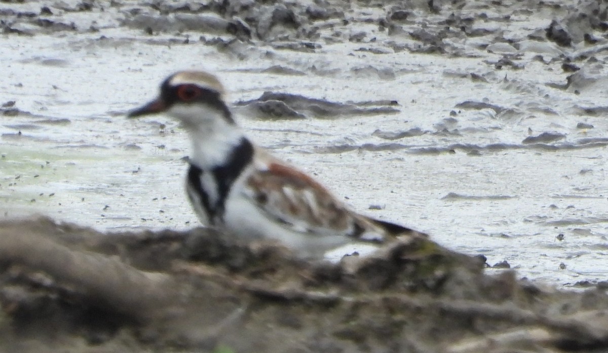 Black-fronted Dotterel - ML642785093