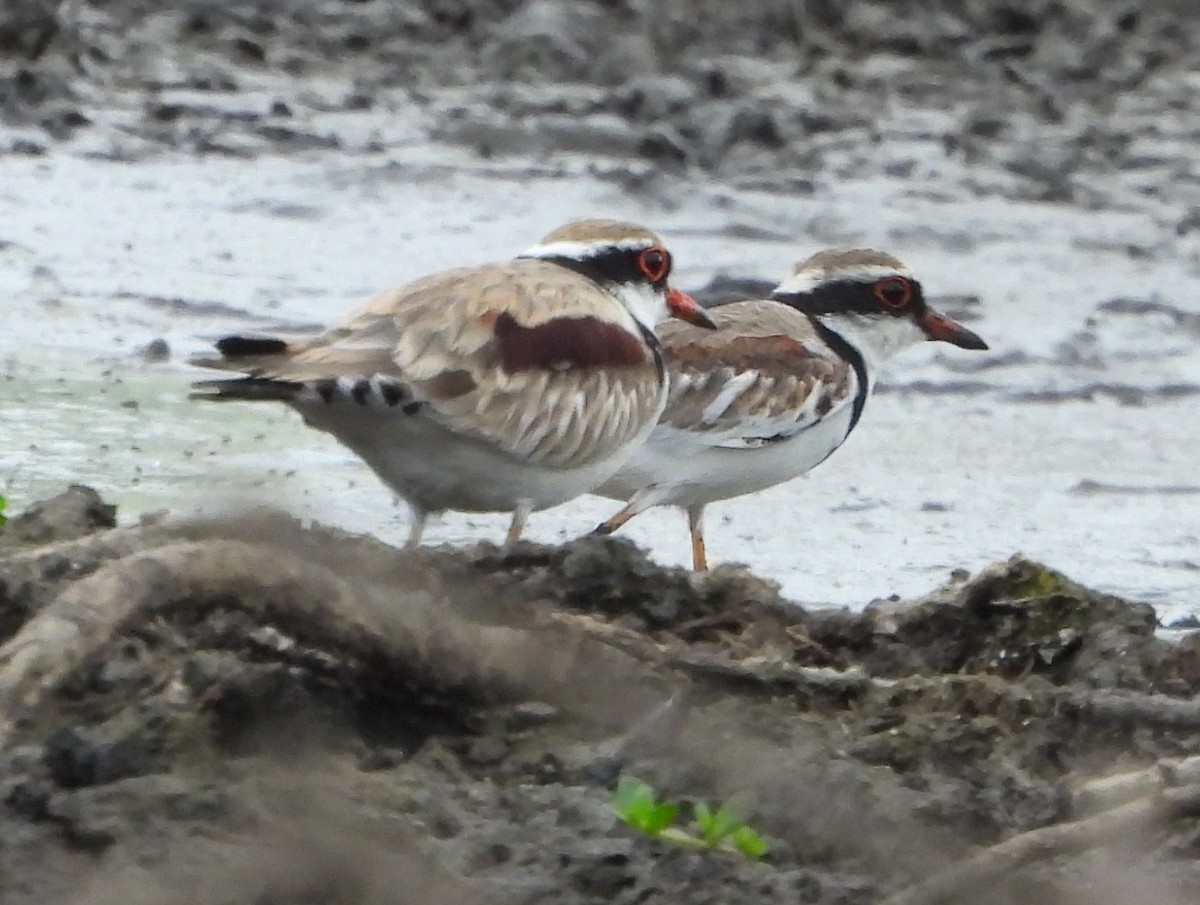 Black-fronted Dotterel - ML642785094