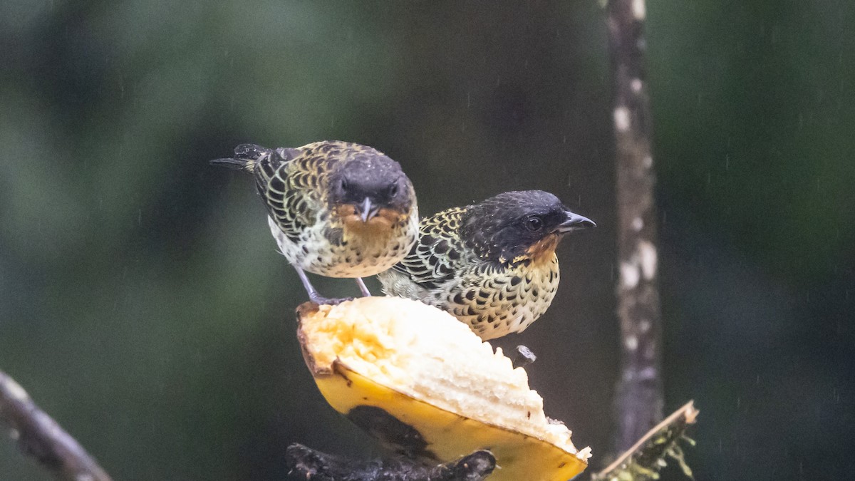 ノドアカフウキンチョウ - ML642785104