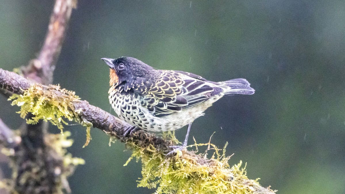 ノドアカフウキンチョウ - ML642785107